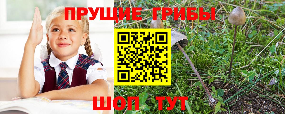 Галлюциногенные грибы мицелий  Вход с VPN  Новозыбков 
